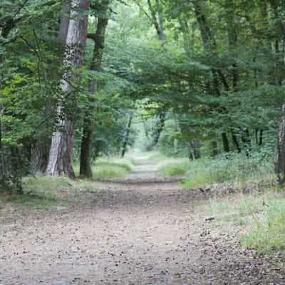 Se promener dans la forêt de Fontainebleau