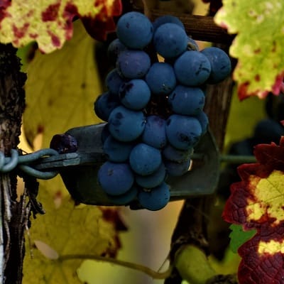 Suivre la route des vins de Savoie